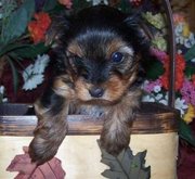 Cute Yorkie Puppies for sale