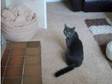 Good home for female grey cat. 2 year old female cat, ....