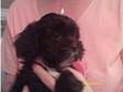 Lhaso Apso puppys for sale,  full pedigree,  kennel club....