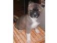 Akita Pups For Sale. Pedigree Pets Registered. Male &....