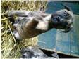 Bullmastif cross pups