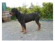 Rottweiler Pup for sale. Bitch for sale,  had all vac, ....