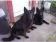 2 Black German Shepherds. Shaddow and Indie are brother....