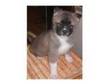 Akita Pups For Sale. Pedigree Pets Registered. Only 4....