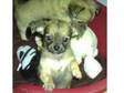 kc reg chihuahua £700. SABLE PUP SOLD TO NEW MUMMY....