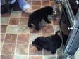 2 Beautiful Male Labrador Retriever pups. Ready now to....